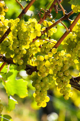  Weintrauben im Weingarten