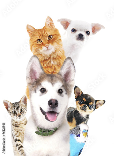 Plakat na zamówienie Cute pets isolated on white