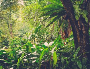 Wall Mural - Lush tropical green jungle