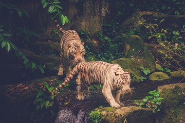 Two Bengal Tigers Playing deep in a jungle