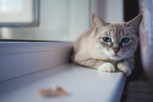 Cat And Wedding Rings. Selective Focus