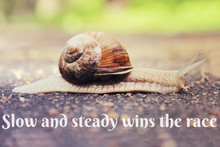 Snail On The Road Toned Vintage Style With Text