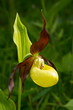 Lady's Slipper Orchid flower -  Cypripedium calceolus