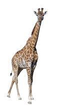 Giraffe Isolated On White Background