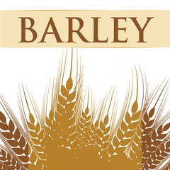 Wall Mural - Barley grains design 