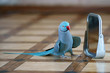 Blue Indian Ringneck Parakeet looking at itself in a mirror