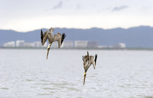 Pelican Hunting