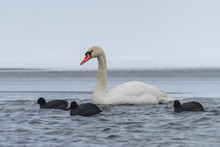 Whooper Swan And Eurasian Coot  In Winter