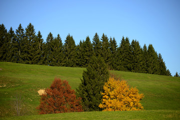 Wall Mural - Herbst