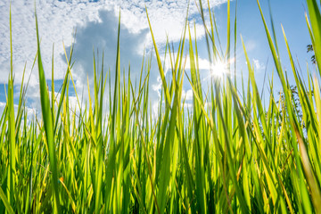 Green grass field in the afternoon background