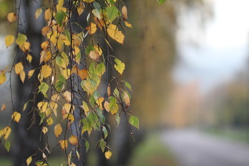 Birch foliage / Leaves of birch in forest