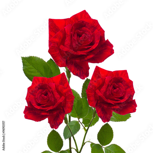 single red rose  isolated  background