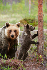 Wall Mural - mother bear with her cub