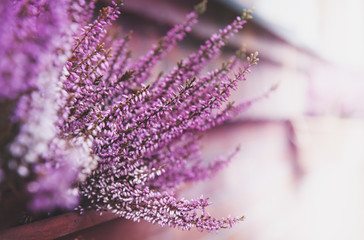 pink heather flower blurred background