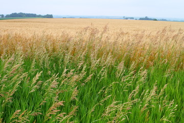 Wheat field