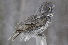 Great Gray Owl, Strix Nebulosa, In Winter