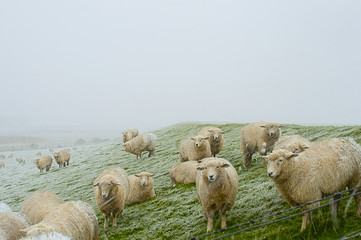 A flock of sheep on a North Sea shore on a very cold and windy day with a snow storm in Husum, Germany