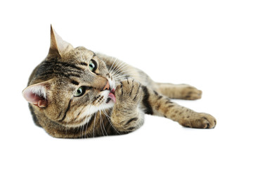 Beautiful cat isolated on a white