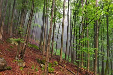 Poster - Buchenwald im Harz - beech forest in Harz Mountains 01