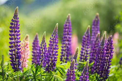 Fototapeta na wymiar wild Lupins in Arrowtown, New Zealand