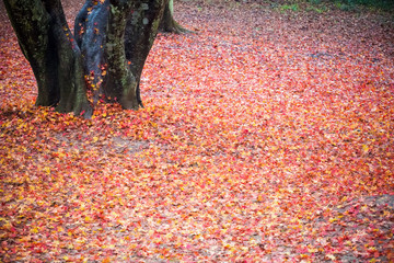 Wall Mural - red fallen leaves closeup
