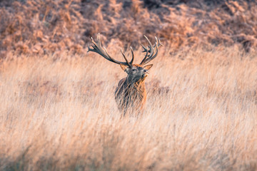 Wall Mural - red deer