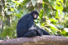Peruvian Spider Monkey, Ateles Chamek, Sitting In A Tree