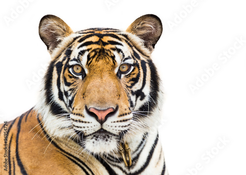 Fotomural Young tiger isolated on white background