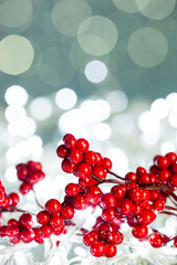 Poster - european holly on sparkles background