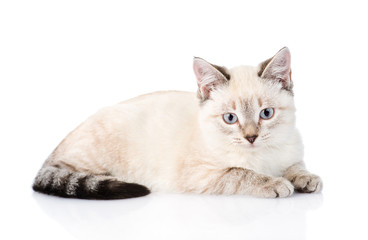 gray kitten looking at camera. isolated on white background