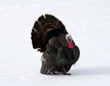 Male Turkey.