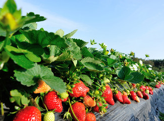 strawberry field