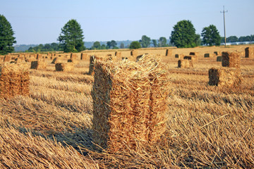 straw bales in summer