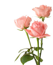 Three Pink  Roses Isolated On White