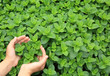 hands protect mint plant grow at vegetable garden