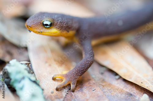 Fotografie, Obraz Rough-skinned Newt (Taricha granulosa) crawling on leaves