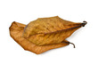 dry terminalia catappa leaf