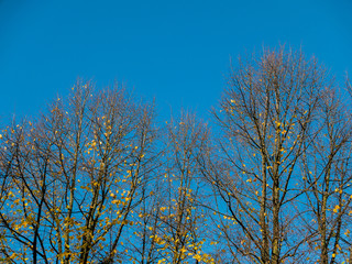 Wall Mural - Fall colors on trees