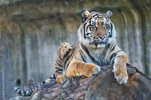 female Sumatran tiger, Panthera tigris sumatrae Poster