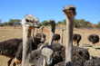 Ostriches in Oudtshoorn. South Africa