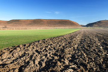 Wall Mural - field in the morning