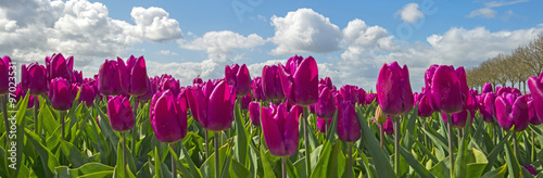 Fototapeta na wymiar Tulips in a field in spring