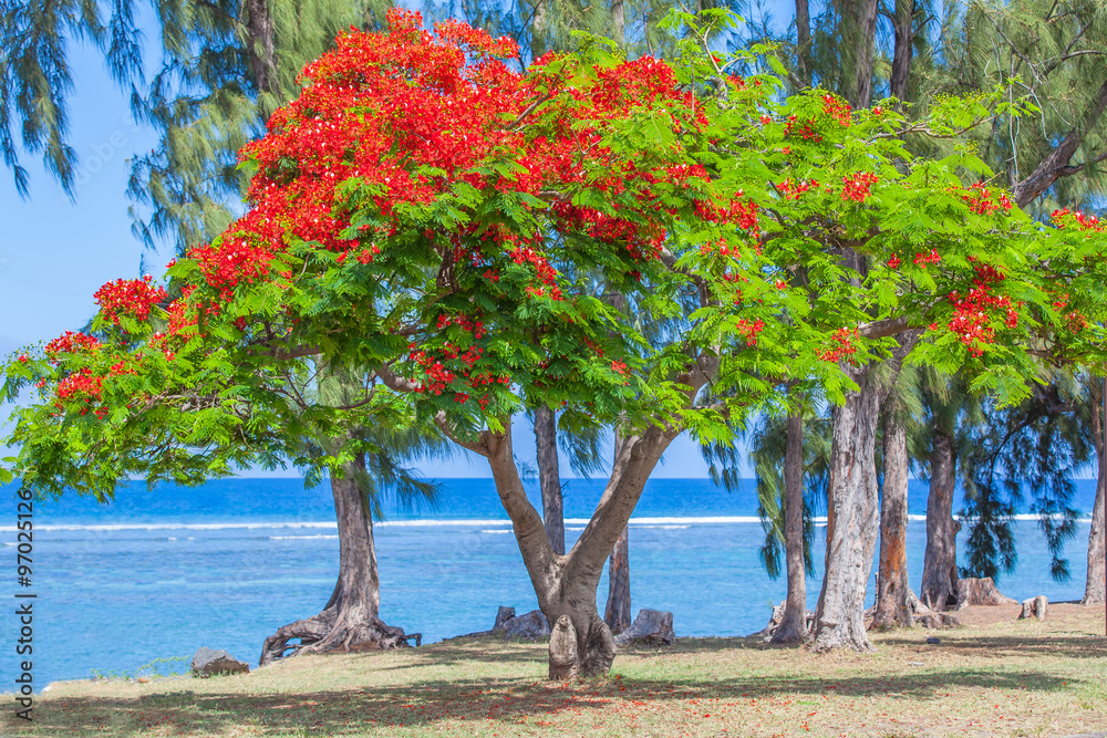 Photo Art Print Flamboyant Sur Plage De Saint Leu île De