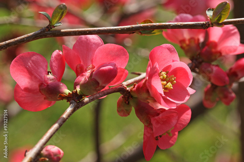 Fotografía Fleurs de cognassier du Japon