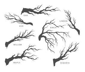 set of dried branches of trees