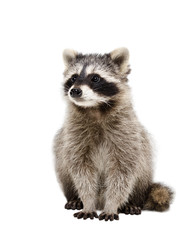 Wall Mural - portrait of adorable raccoon isolated on white background