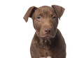 Cute brown pit bull dog portrait isolated on a white background facing the camera