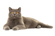 Pretty grey british shorthair cat lying down on the floor isolated on a white background