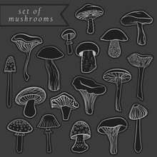 Vintage Set Of Different Hand Drawn Mushrooms On Chalkboard