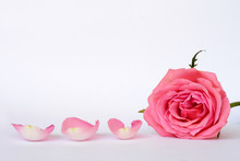Romantic Empty Grey White Serene Background With Four Pink Rose Leaves With Empty Room Copy Space
